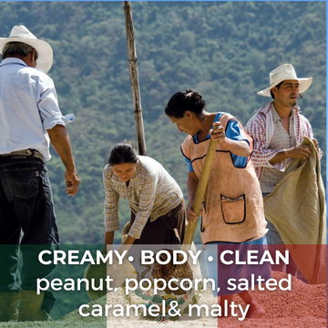 Mexico San Felipe Robusta Washed